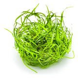 SAGITTARIA SUBULATA NEEDLE LEAF 114 TC