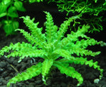 POGOSTEMON HELFERI 053H TC
