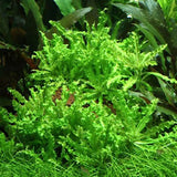 POGOSTEMON HELFERI 053H TC