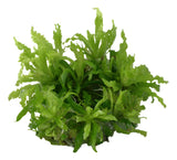 POGOSTEMON HELFERI 053H TC