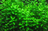 Hedyotis salzmannii (Nacional)