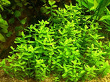 Hedyotis salzmannii (Nacional)