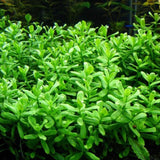 Hedyotis salzmannii (Nacional)
