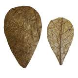 Hojas de Catappa