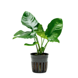 Anubias Barteri Wrinkle Leaf (Nacional)