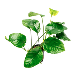 Anubias Barteri Wrinkle Leaf (Nacional)