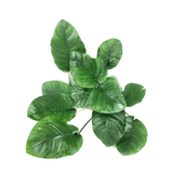 Anubias Barteri Wrinkle Leaf (Nacional)