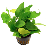 Anubias Nana Golden (Nacional)