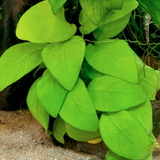 Anubias Nana Golden (Nacional)