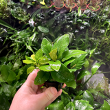 Anubias Nana Golden (Nacional)