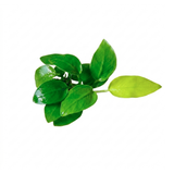 Anubias Nana Golden (Nacional)