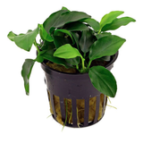 Anubias Nana Petite (Nacional)