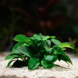 Anubias Nana Petite (Nacional)