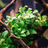 Anubias Nana Petite (Nacional)