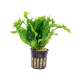 Helecho de Java 'Fern' Windelov (Nacional)