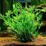 Helecho de Java 'Fern' Windelov (Nacional)