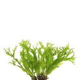Helecho de Java 'Fern' Windelov (Nacional)