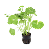 Hydrocotyle Leucocephala Variegada (Nacional)