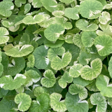 Hydrocotyle Leucocephala Variegada (Nacional)