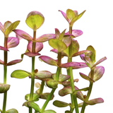 Lindernia India (Nacional)
