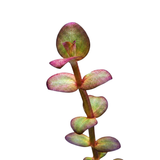 Lindernia India (Nacional)