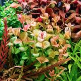 Lindernia India (Nacional)