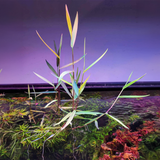 Poaceae 'Purple bamboo' (Nacional)