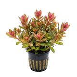 Rotala Skeleton (Nacional)