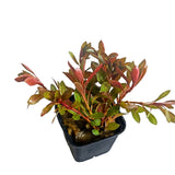 Rotala Skeleton (Nacional)