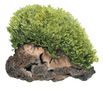 Monosolenium Tenerum 002C TC