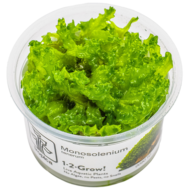 Monosolenium Tenerum 002C TC
