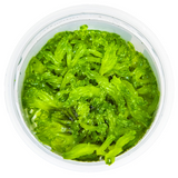 Monosolenium Tenerum 002C TC