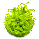 Monosolenium Tenerum 002C TC