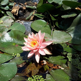 Nenúfar Melón -  Raíz desnuda (Nacional)