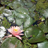 Nenúfar Melón -  Raíz desnuda (Nacional)