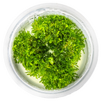 Riccardia Chamedryfolia 003D TC