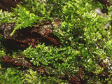 Riccardia Chamedryfolia 003D TC