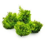 Riccardia Chamedryfolia 003D TC