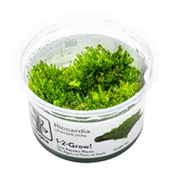 Riccardia Chamedryfolia 003D TC