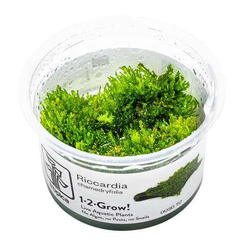 Riccardia Chamedryfolia 003D TC