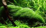 Riccia Fluitans 001 TC