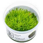Riccia Fluitans 001 TC