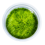 Riccia Fluitans 001 TC