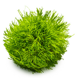 Riccia Fluitans 001 TC