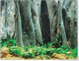 Fondo 3D Rain Forest