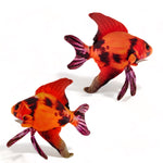 Peluche Pez Angel Red Devil