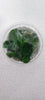 ANUBIAS BARTERI NANA (IN VITRO) 101 TC