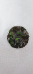 CRYPTOCORYNE WENDTII MI OYA 109D TC