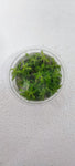 HOTTONIA PALUSTRIS 027 TC