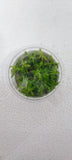 HOTTONIA PALUSTRIS 027 TC